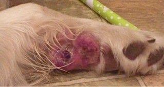 Dog with cancer on leg | Thomas Sandberg Photo 1