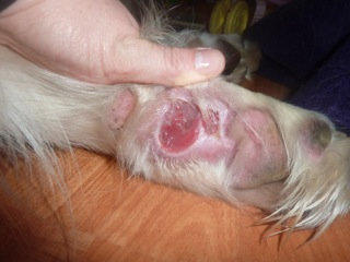 Dog with cancer on leg | Thomas Sandberg Photo 3
